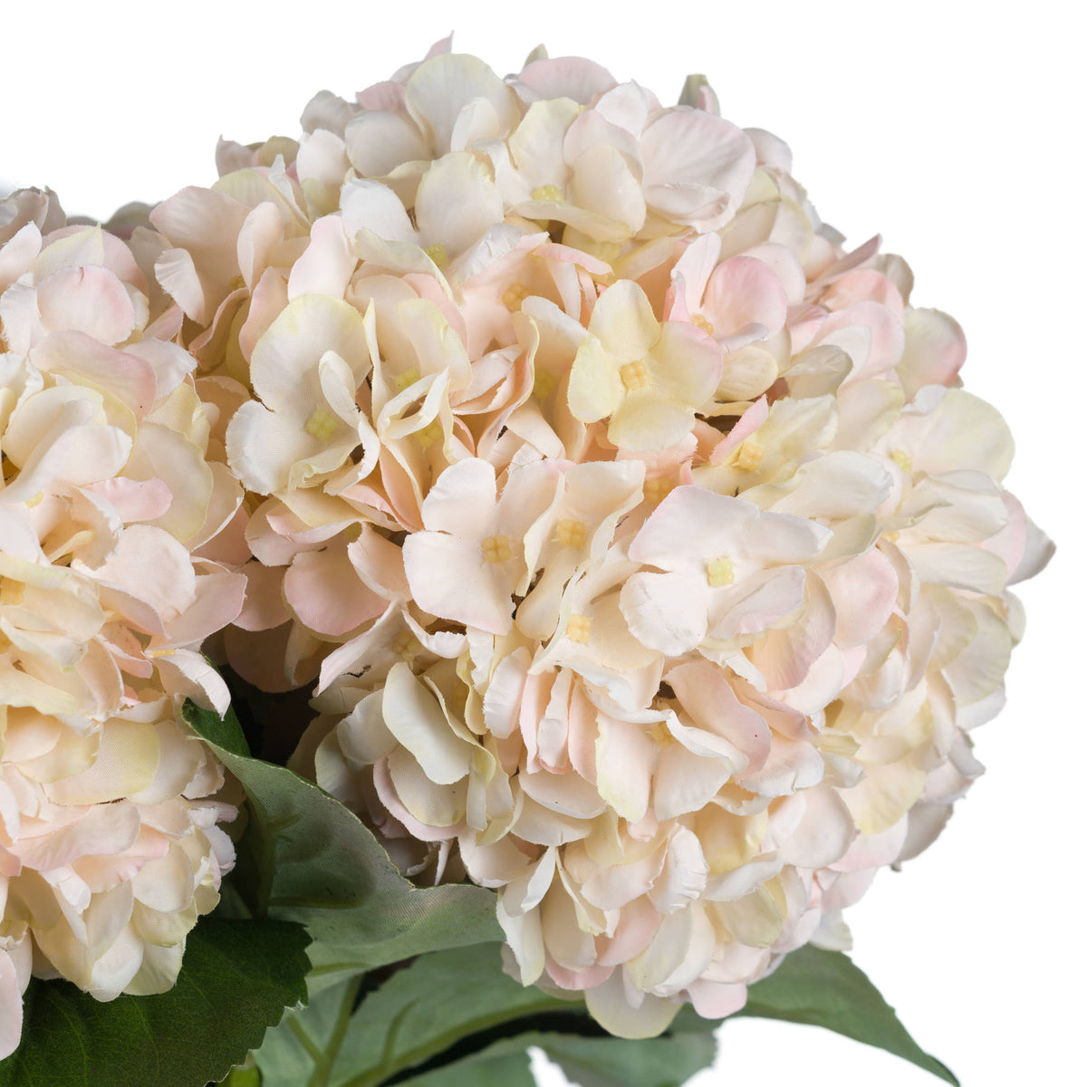 Autumn Blush Hydrangea Stem