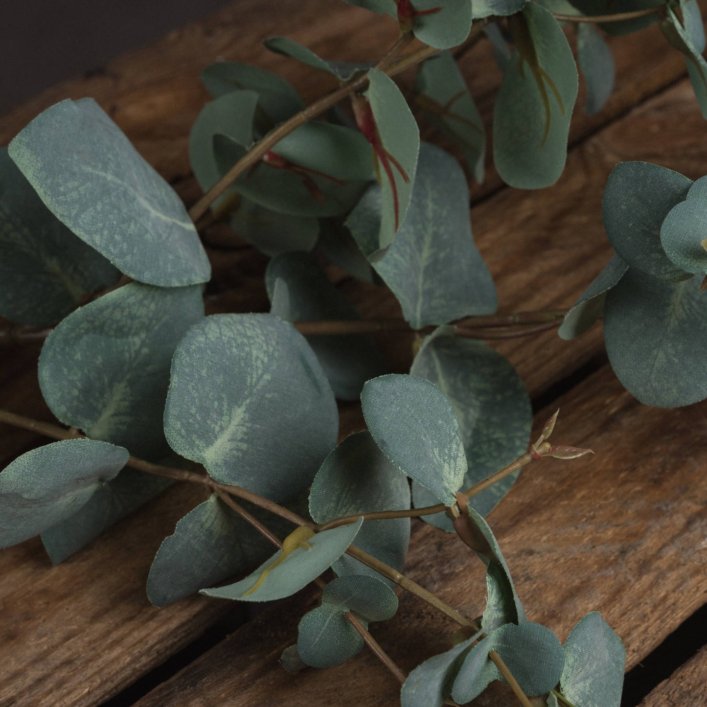 Variegated Eucalyptus - Single stem
