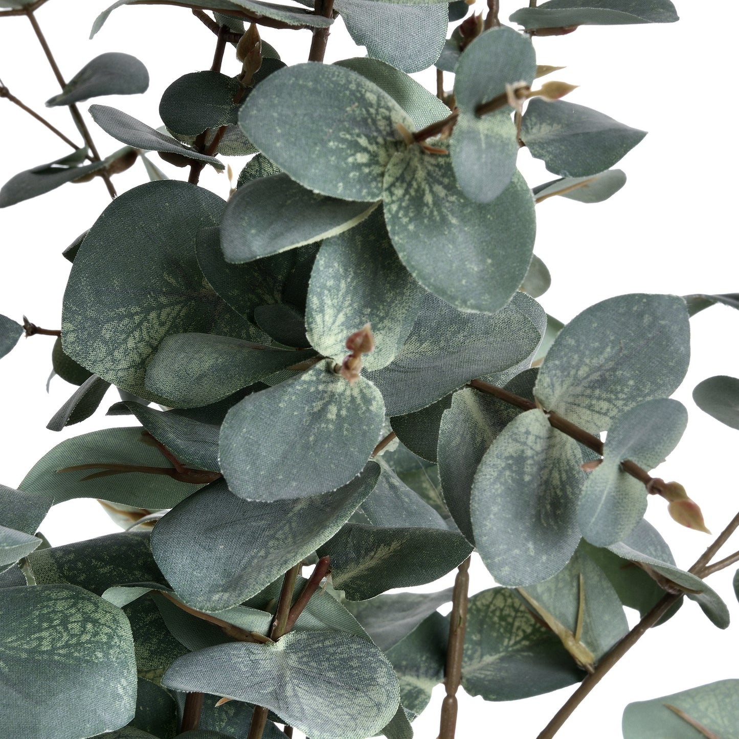 Variegated Eucalyptus - Single stem