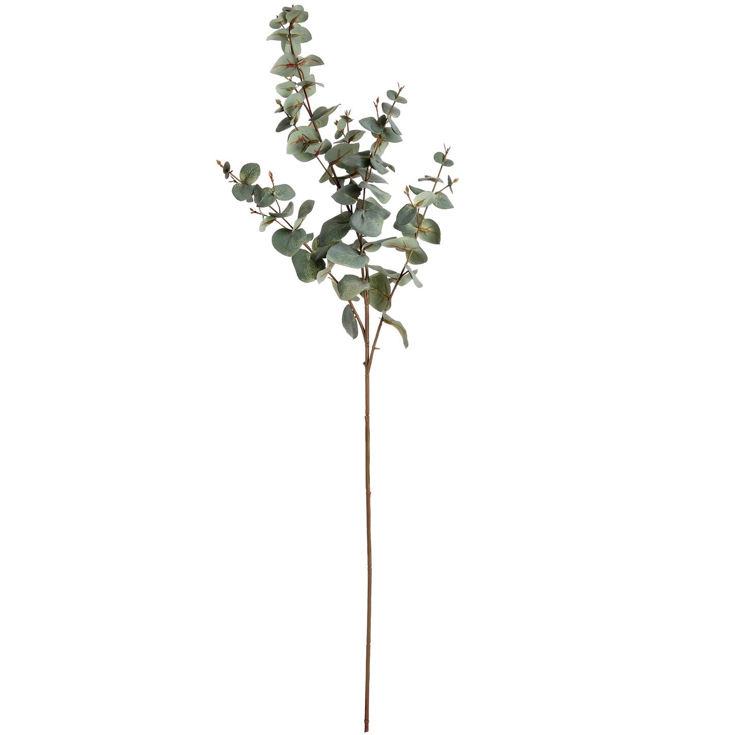 Variegated Eucalyptus - Single stem