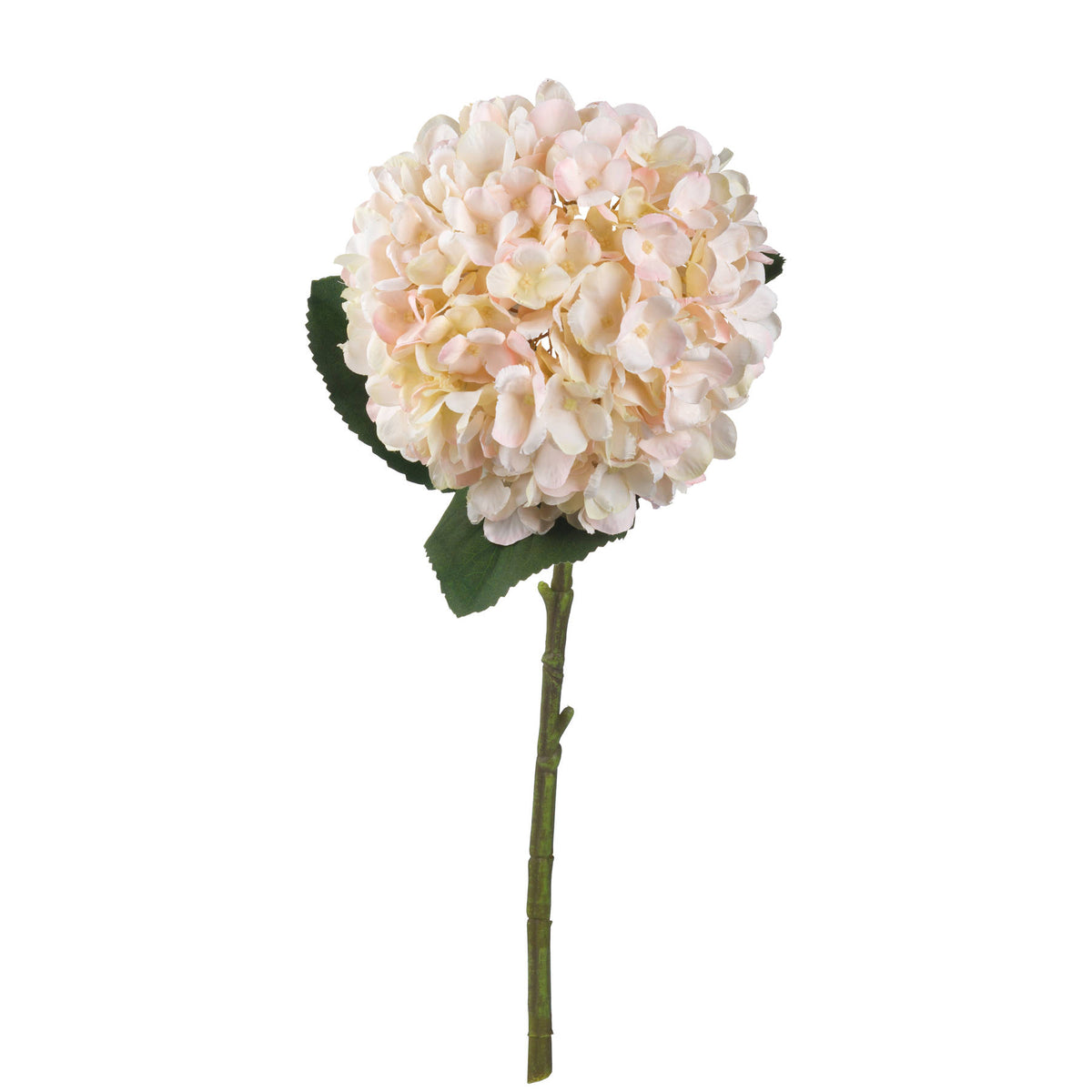 Autumn Blush Hydrangea Stem