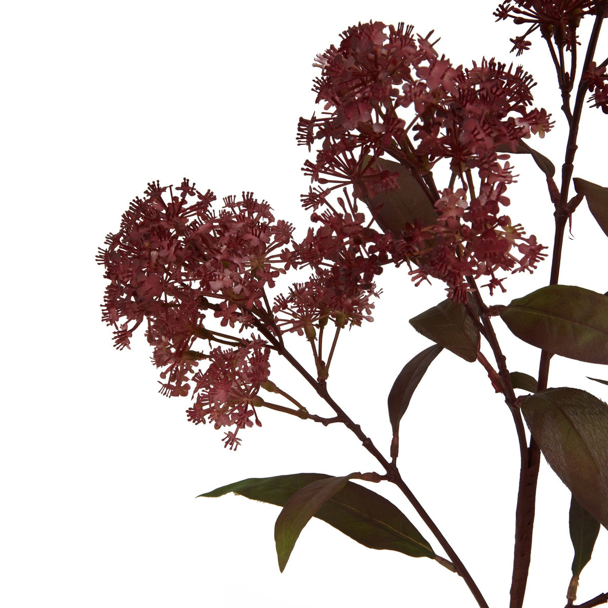 Burgundy Smokebush Stem
