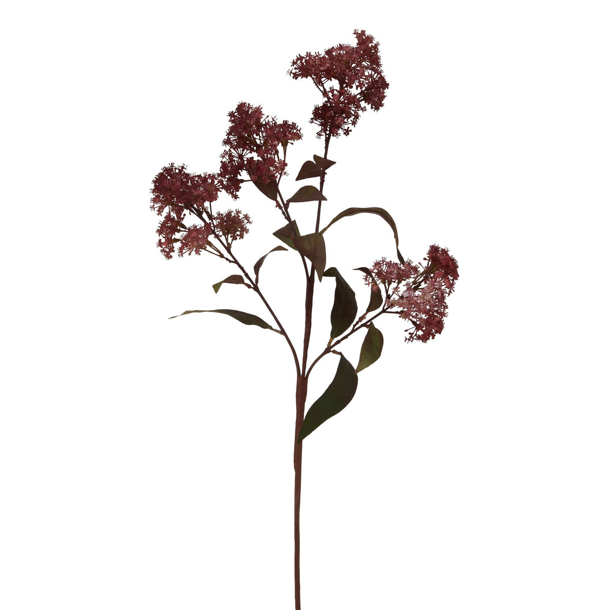 Burgundy Smokebush Stem