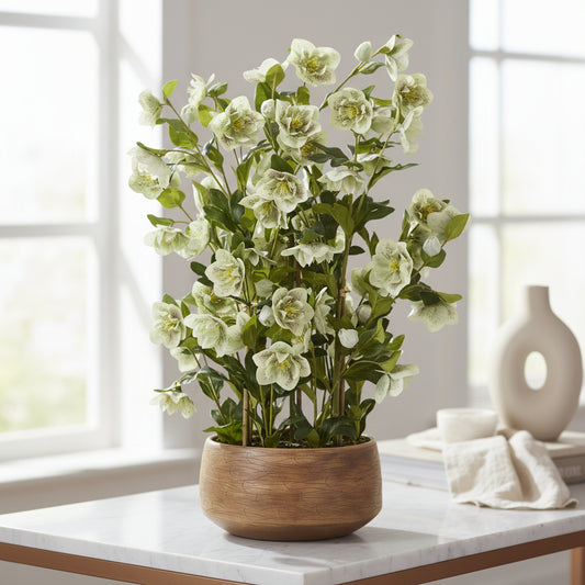 Large Green Hellebore in Taupe Pot