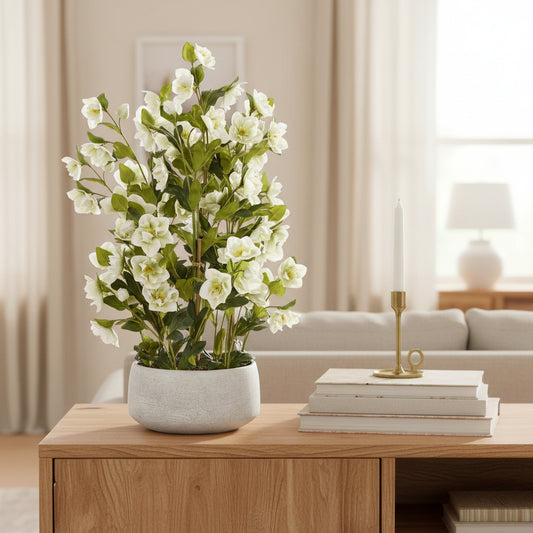 Large White Hellebore In Grey Pot