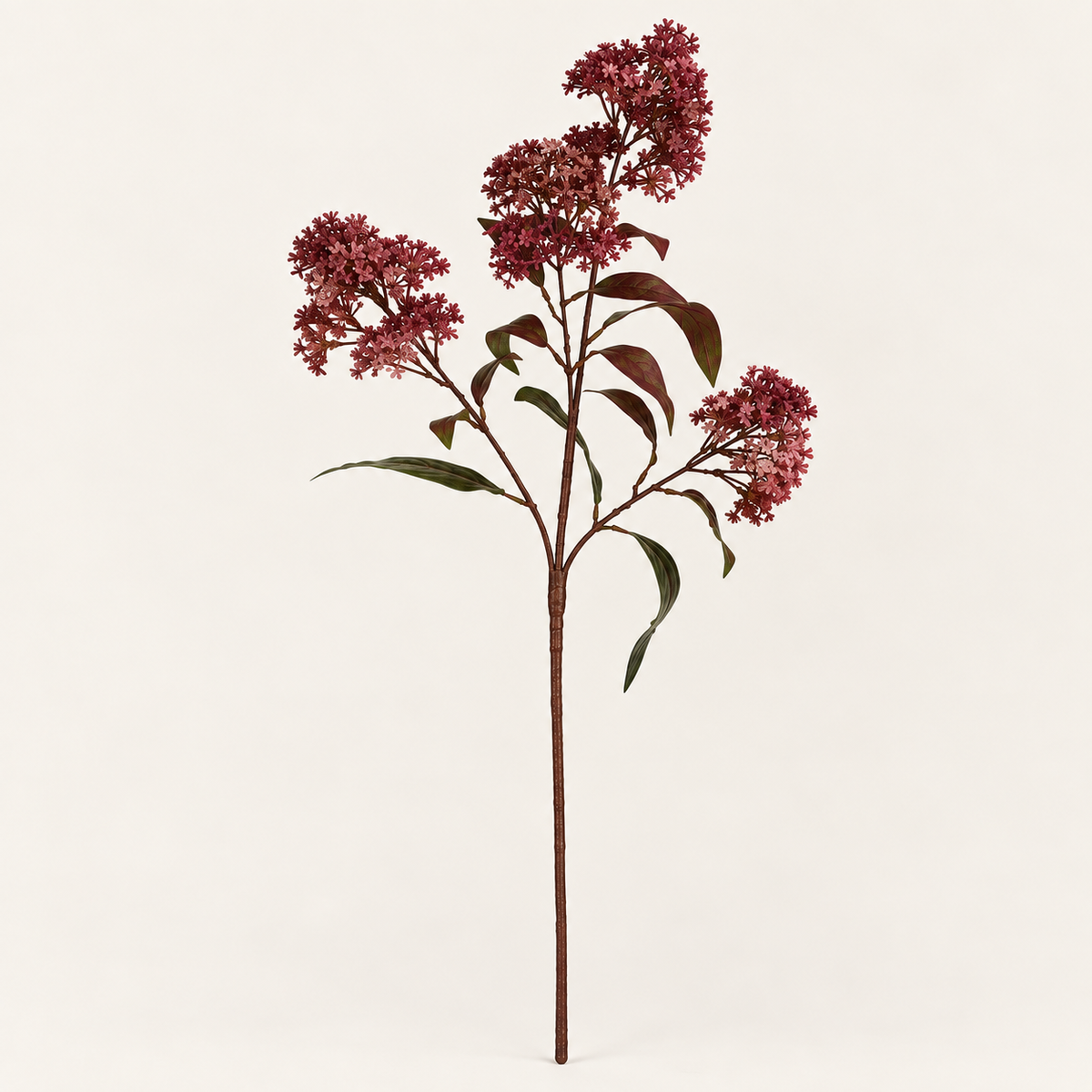 Burgundy Smokebush Stem