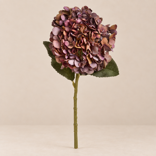 Autumn Coffee Hydrangea
